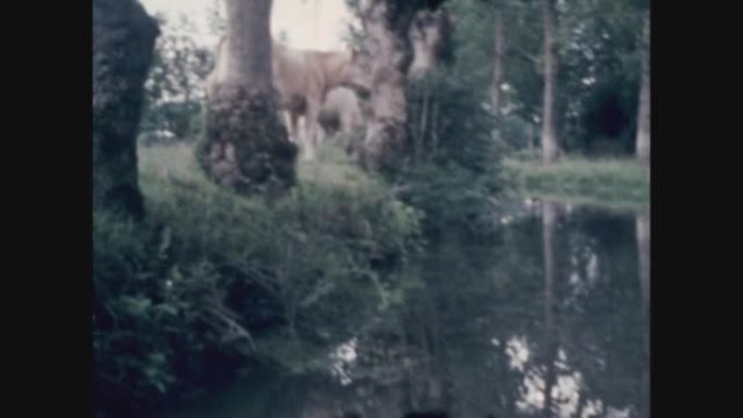 法国1977，河岸上的奶牛