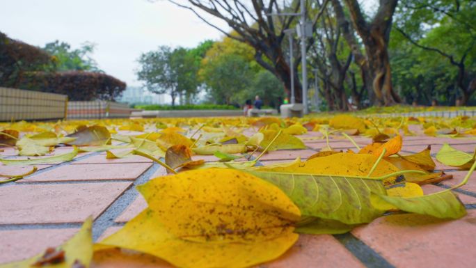 雨后广州天河公园行人走过金黄落叶铺满的路