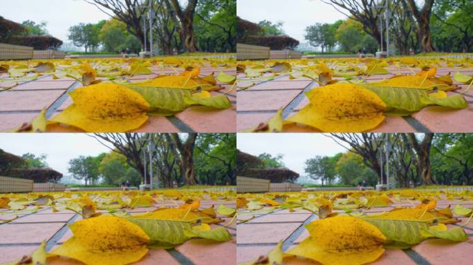 雨后广州天河公园行人走过金黄落叶铺满的路