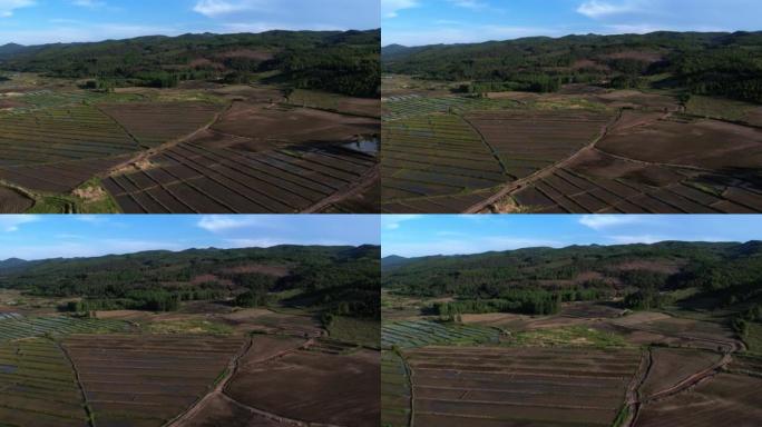 稻田-耕地物产丰饶良田三农