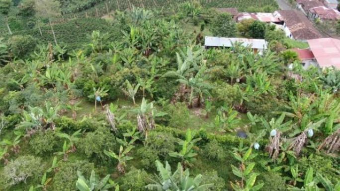 山区农场上的香蕉种植园