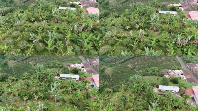 山区农场上的香蕉种植园