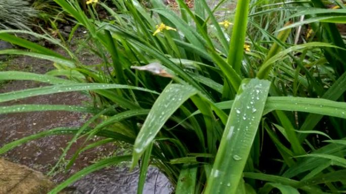 飘落的细雨湿润了院子里种植的黄色鸢尾植物