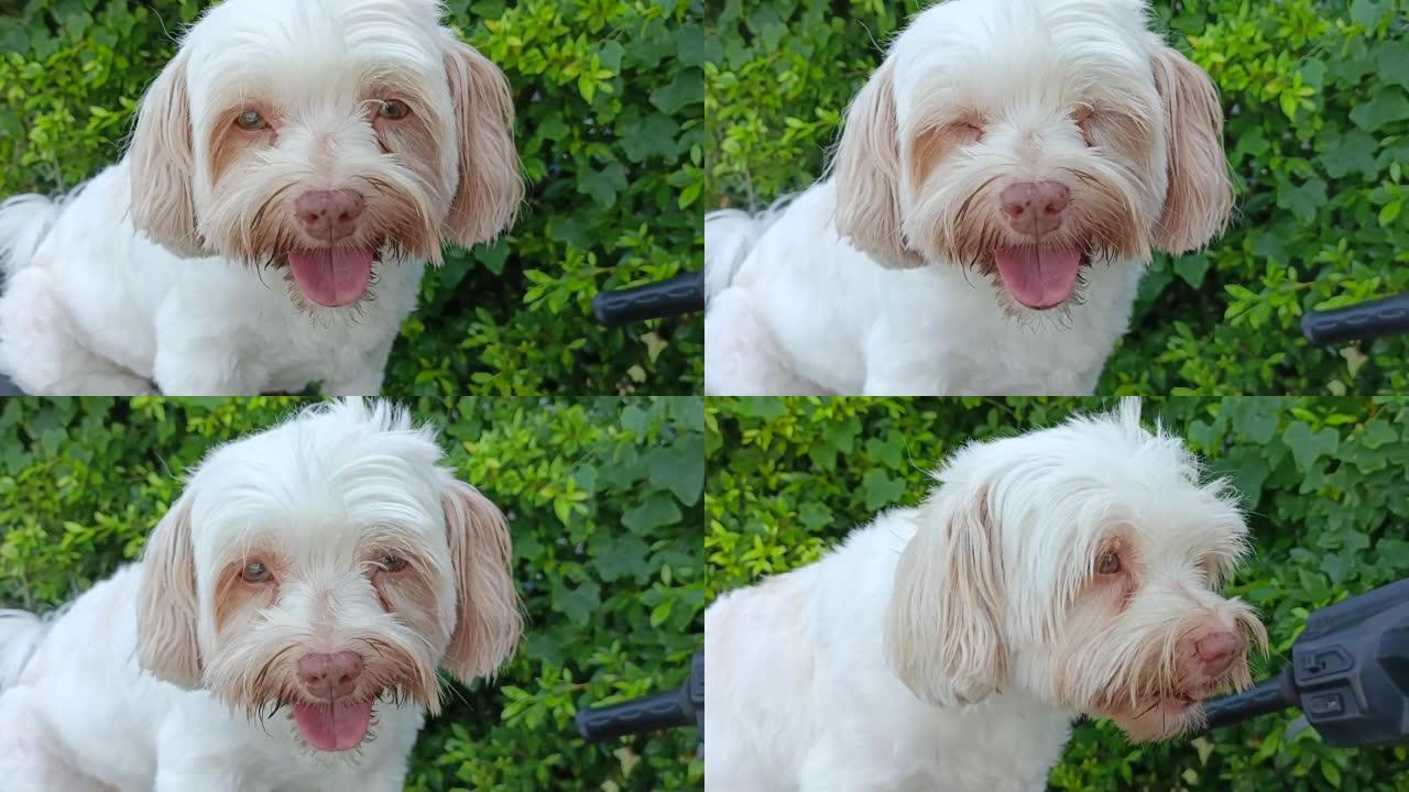 可爱的白色毛皮狗微笑问候绿叶背景在公园视频