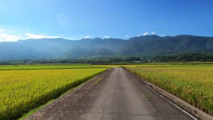 台湾驾车穿越稻田的POV