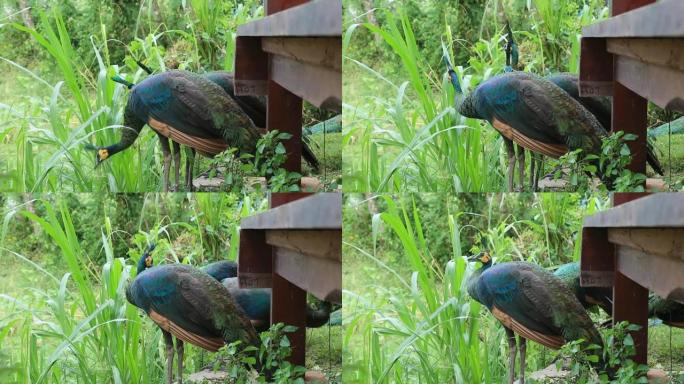 一群孔雀在寻找食物