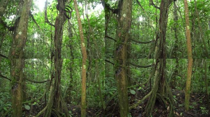雨林中的藤本植物缠结