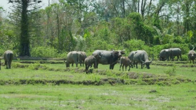 在阳光明媚的日子里，泰国南部甲米的高巴生岛上慢动作田野牛的4k电影野生动物镜头 (2)