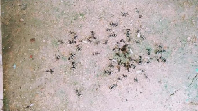 大团黑蚂蚁挖洞的录像。