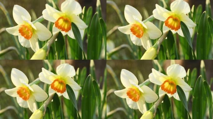 黄色水仙花在风中摇曳。视频的春季背景。侧视图。