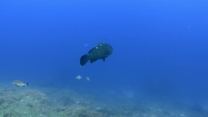 蓝色海水中的大石斑鱼
