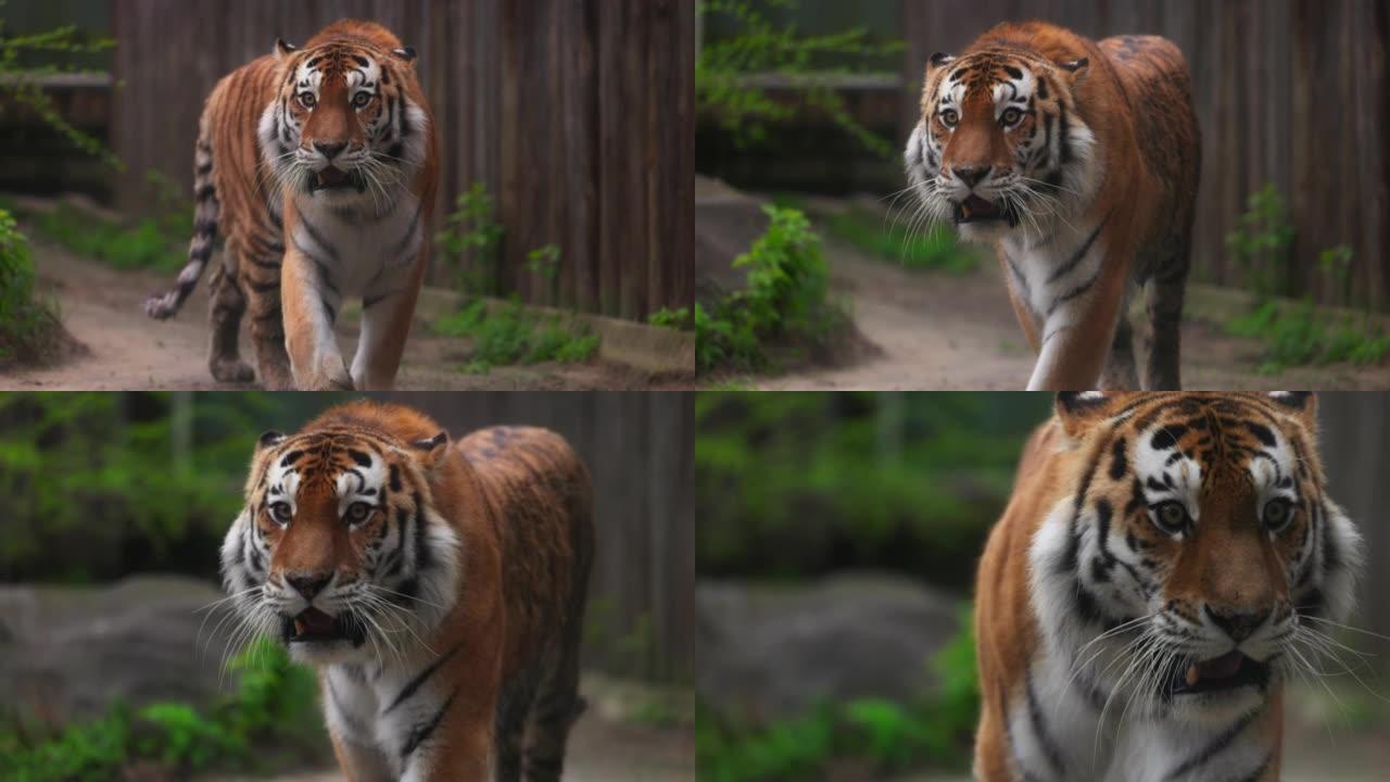 老虎在散步。一只美丽老虎的肖像。大猫特写。老虎看着你。一只大猫的肖像。慢动作120 fps，ProR