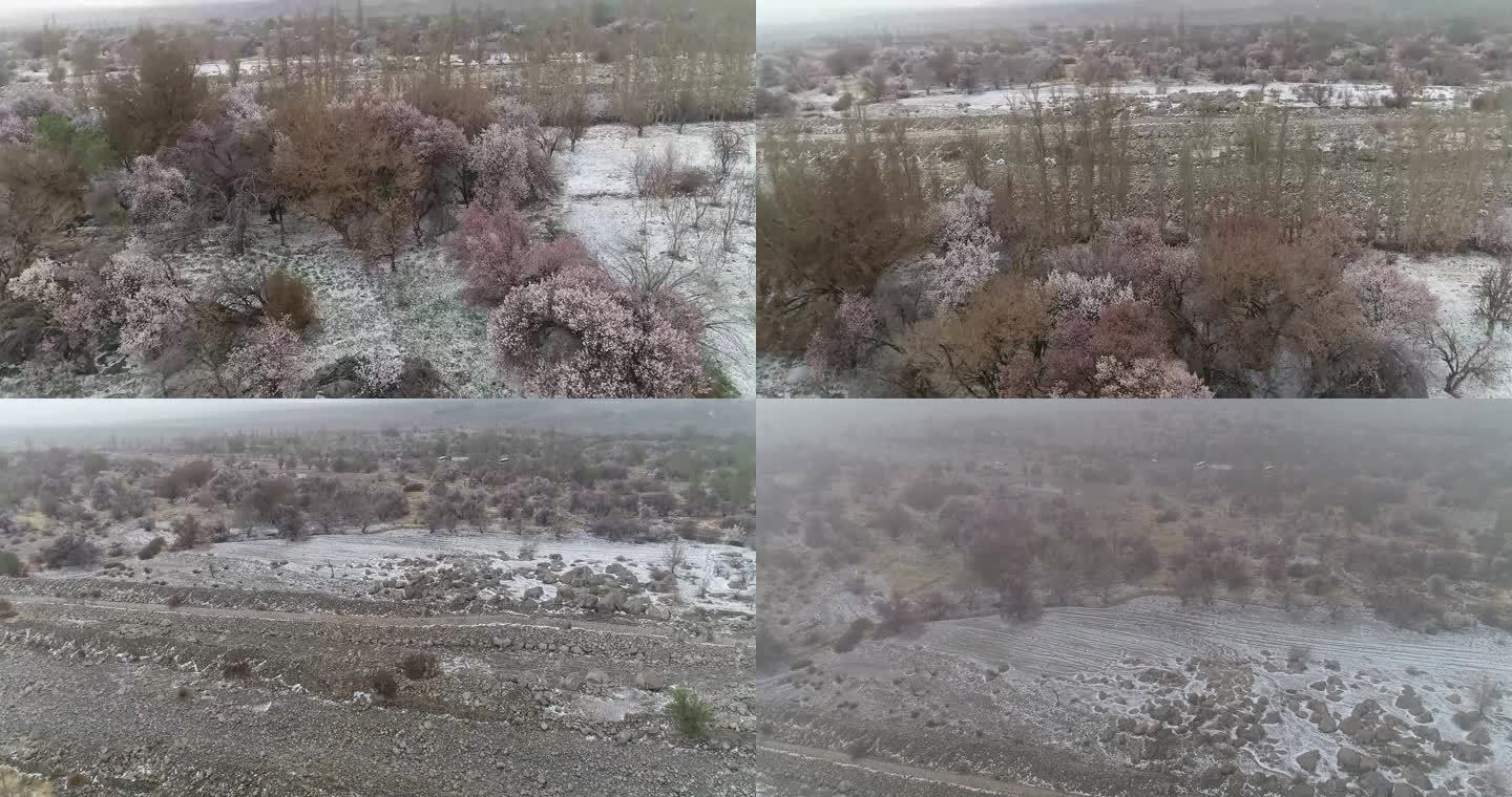 新疆哈密：风雪冰雹来袭，野杏花临风绽放