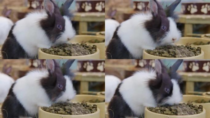 小蓬松的五彩兔子吃盘子里的食物。宠物