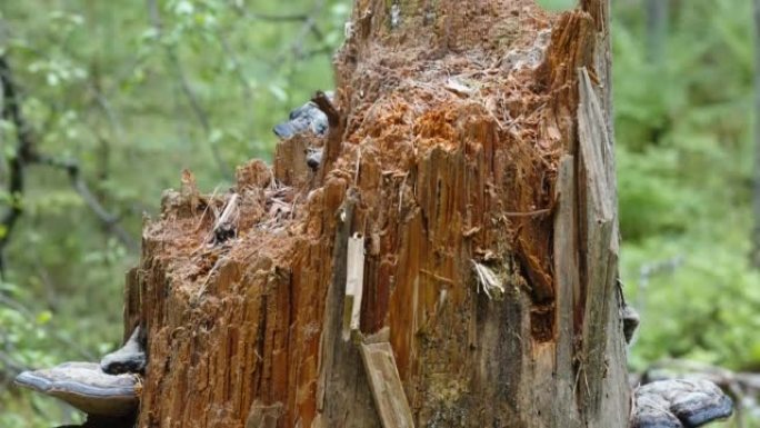 爱沙尼亚生长着蘑菇的老树树桩