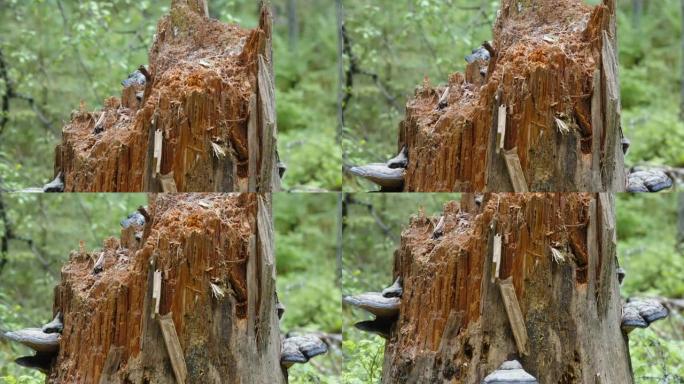 爱沙尼亚生长着蘑菇的老树树桩