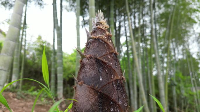 雨后春笋  露珠滑落唯美慢镜头意境