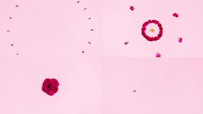 4k花蕾和玫瑰花瓣的烟花。浅粉色背景。停止运动动画。复制空间。平躺。假日概念。