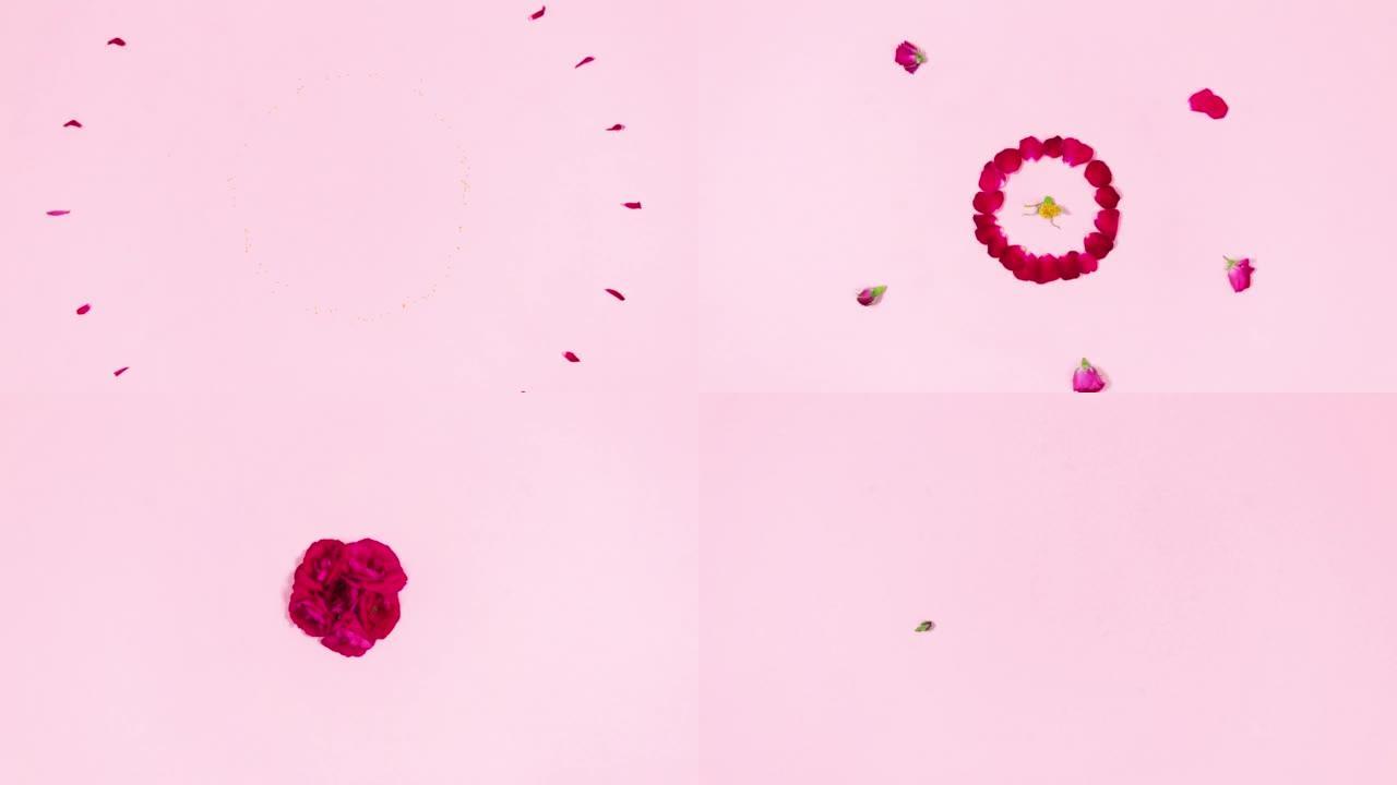 4k花蕾和玫瑰花瓣的烟花。浅粉色背景。停止运动动画。复制空间。平躺。假日概念。