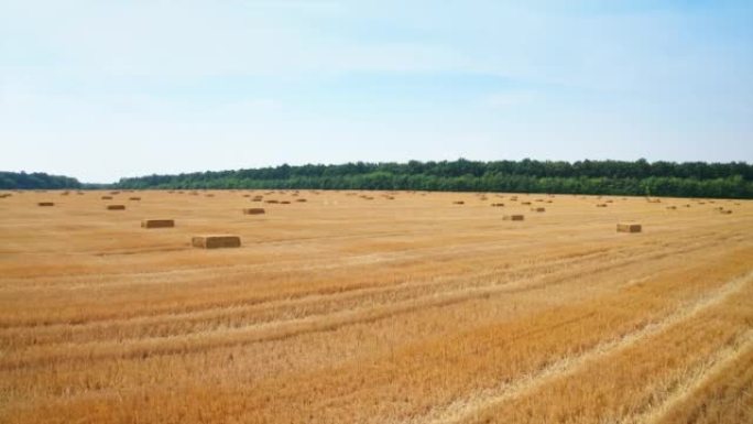 修剪季节后，整齐的干草捆留在田里晾干。在满是草包的田野上低空飞行。
