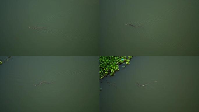 水蛇在水中游泳