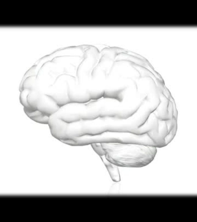 人脑，旋转动画3d。垂直4k