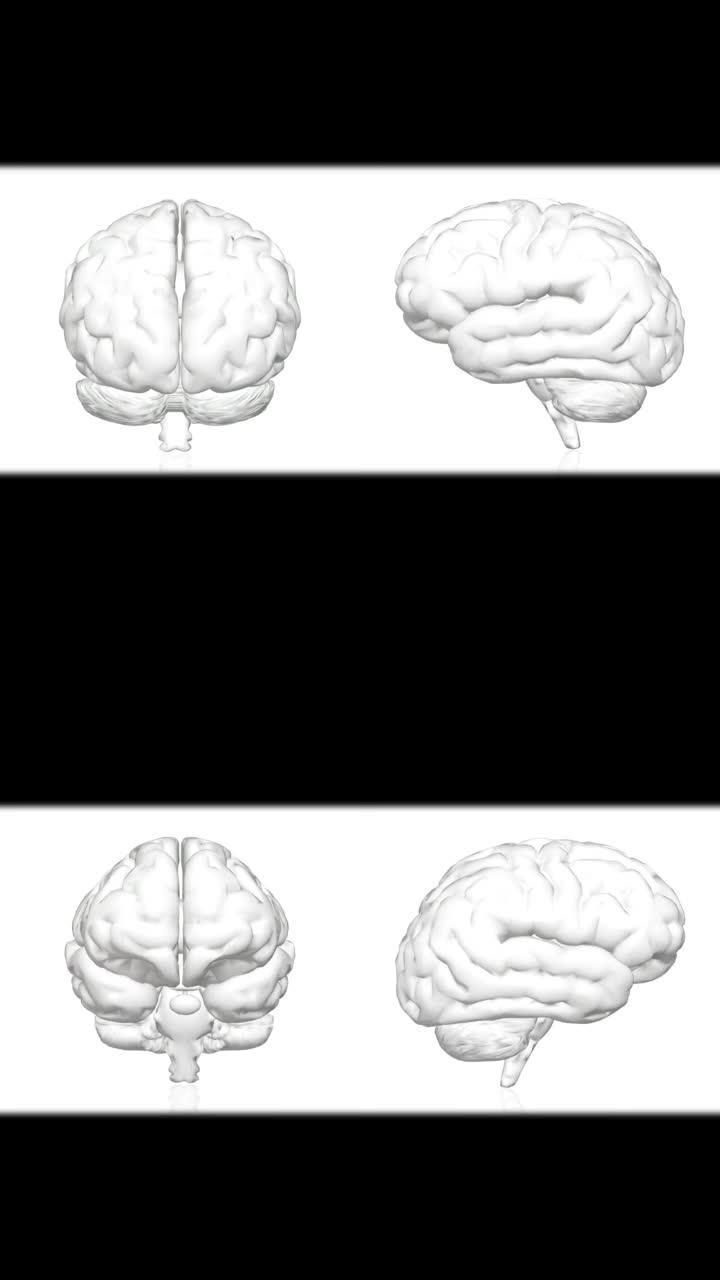 人脑，旋转动画3d。垂直4k