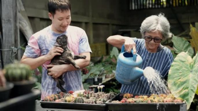 亚洲高级妇女在家里的花园里给仙人掌浇水，而她的儿子抱着他的法国斗牛犬纯种小狗站着并为他的老母亲加油，