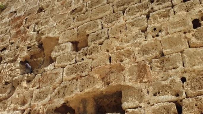 Pan视频沿着塞浦路斯老法马古斯塔的城墙揭示了一只嵌套的鸽子