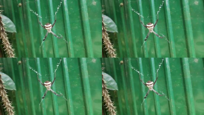 绿色背景上的蜘蛛，一只蜘蛛近距离拍摄，一只活蜘蛛。