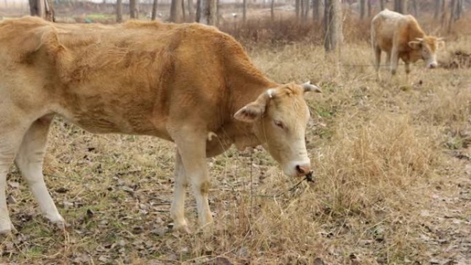冬季户外圈养牛吃草