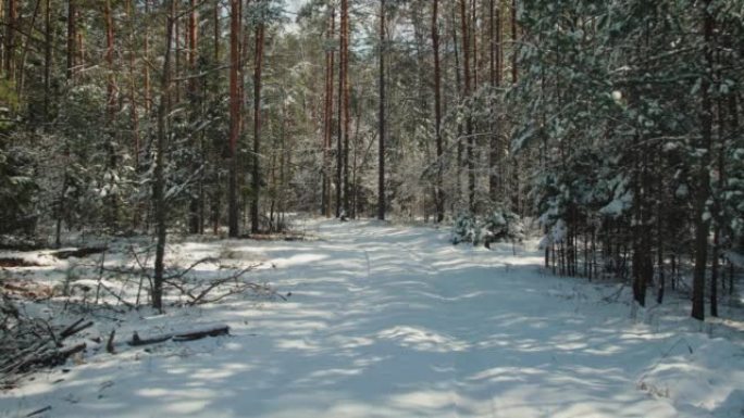 晴朗的冬季天气中积雪覆盖的森林道路