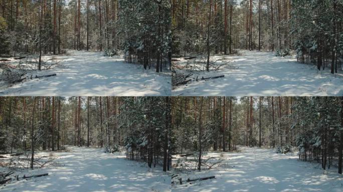 晴朗的冬季天气中积雪覆盖的森林道路