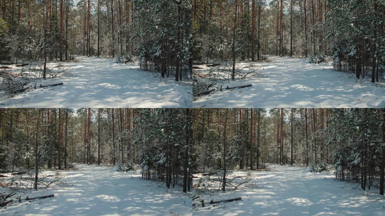 晴朗的冬季天气中积雪覆盖的森林道路