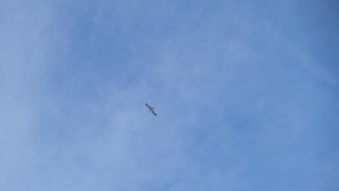 一只海鸥在蓝天上飞得很高。