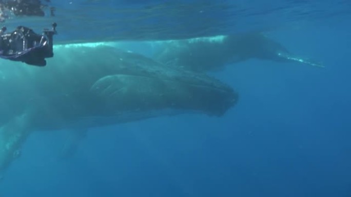 太平洋水下的特写座头鲸母鲸和小牛。