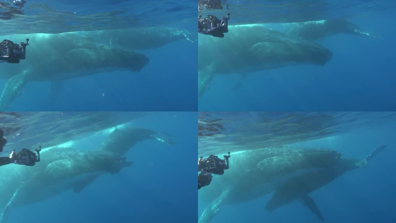 太平洋水下的特写座头鲸母鲸和小牛。