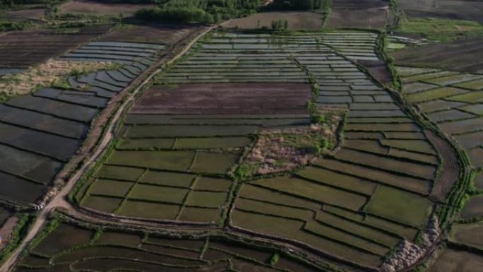 稻田-耕地三农业农田园耕地种植大米水稻丰