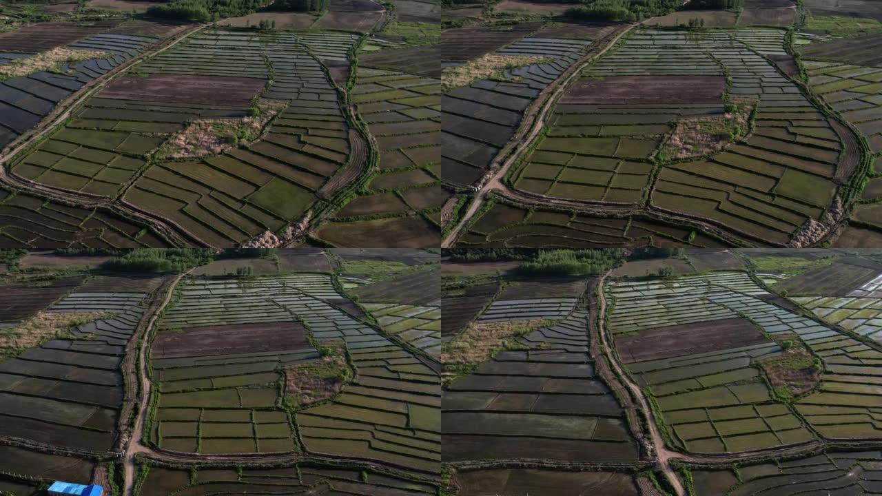 稻田-耕地三农业农田园耕地种植大米水稻丰
