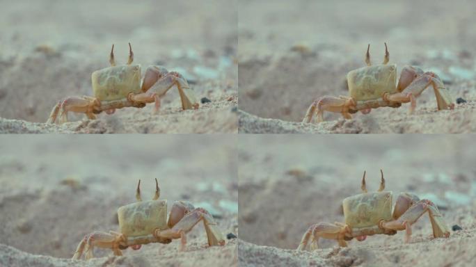 隐藏在沙滩沙坑中的野生螃蟹的特写