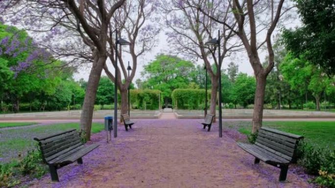 美丽的公园，盛开的紫色蓝花。