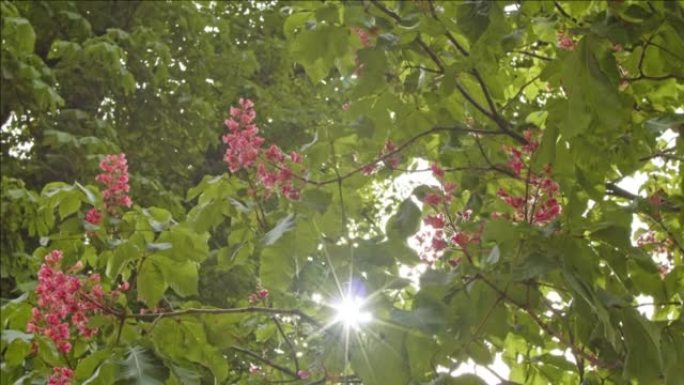 阳光照耀着开花的栗树