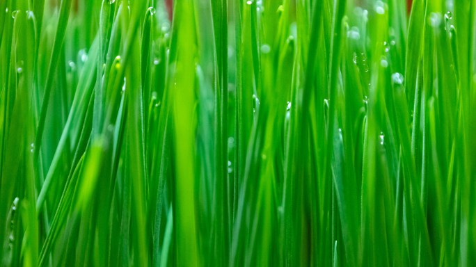 种子发芽植物生长延时