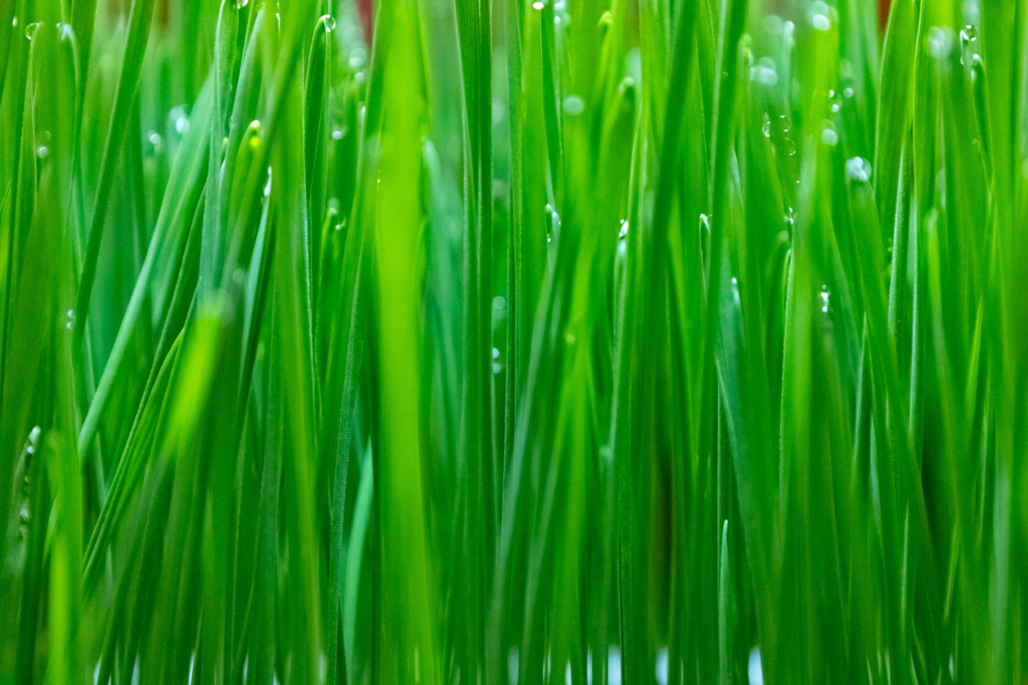 种子发芽植物生长延时