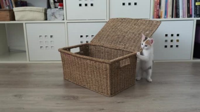 tricolor little kitten playing with a toy