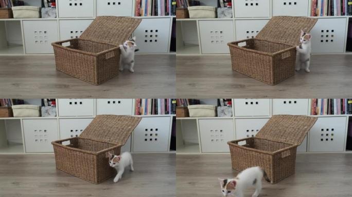 tricolor little kitten playing with a toy