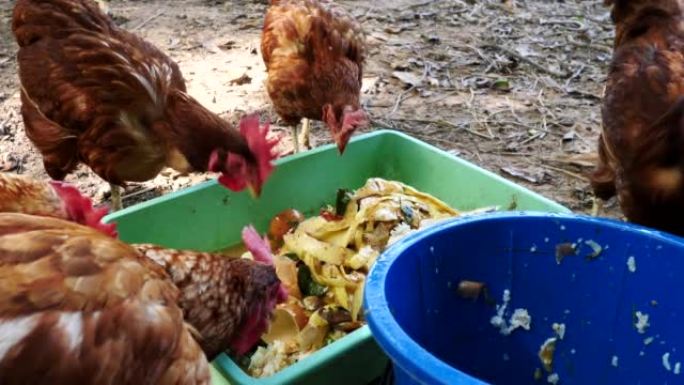 鸡在露天农场的地上吃饭。