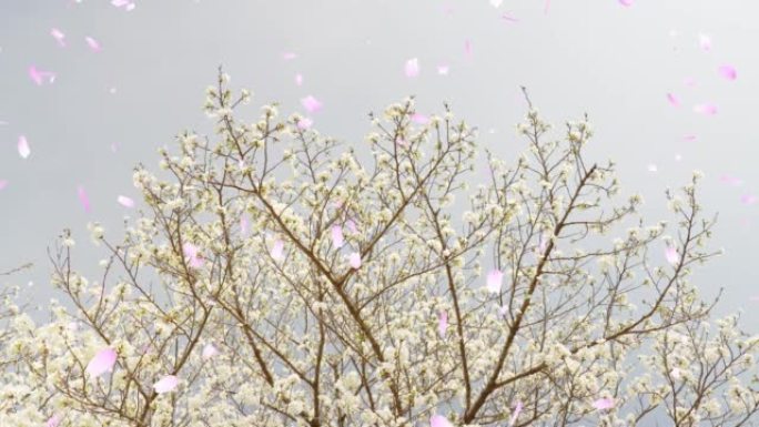 大岛樱花盛开春天「CG合成」