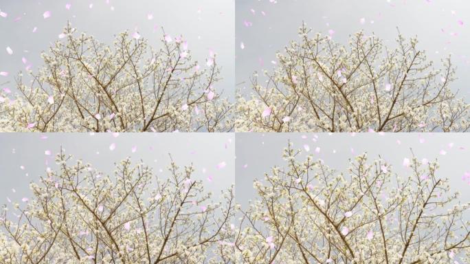 大岛樱花盛开春天「CG合成」