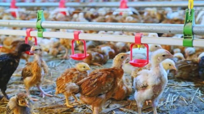 色彩鲜艳的小鸡家禽饮水奶嘴水系统在农场